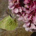 Erster Schmetterling 2019 im Botanischen Garten in Mainz