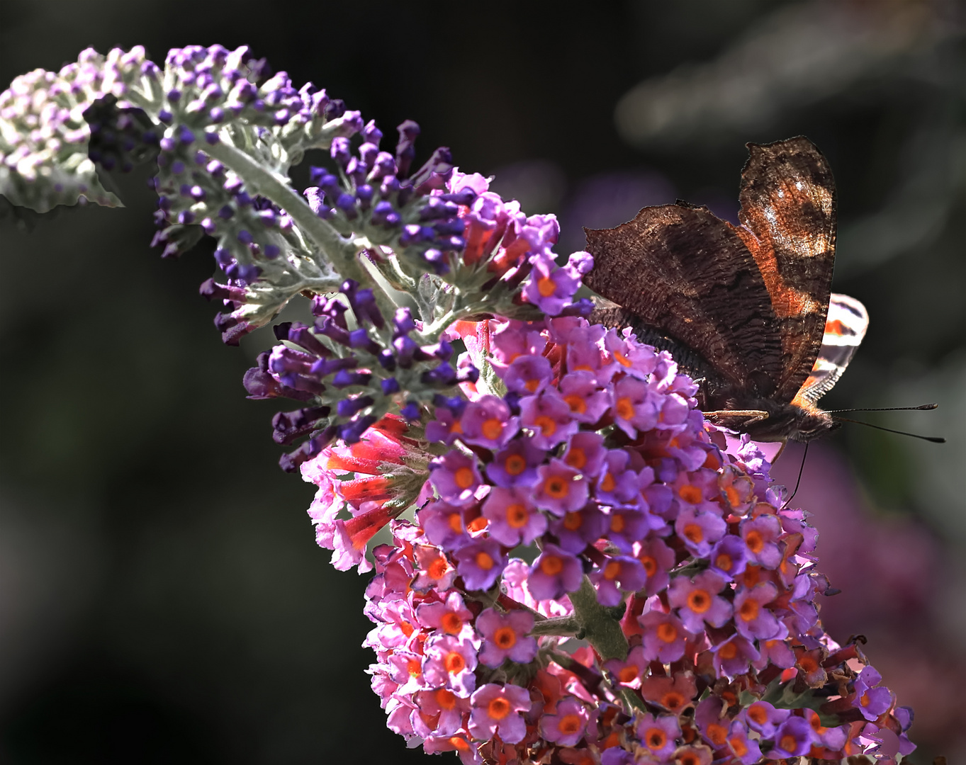 Erster Schmetterling auf Sommerflieder 