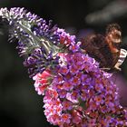 Erster Schmetterling auf Sommerflieder 