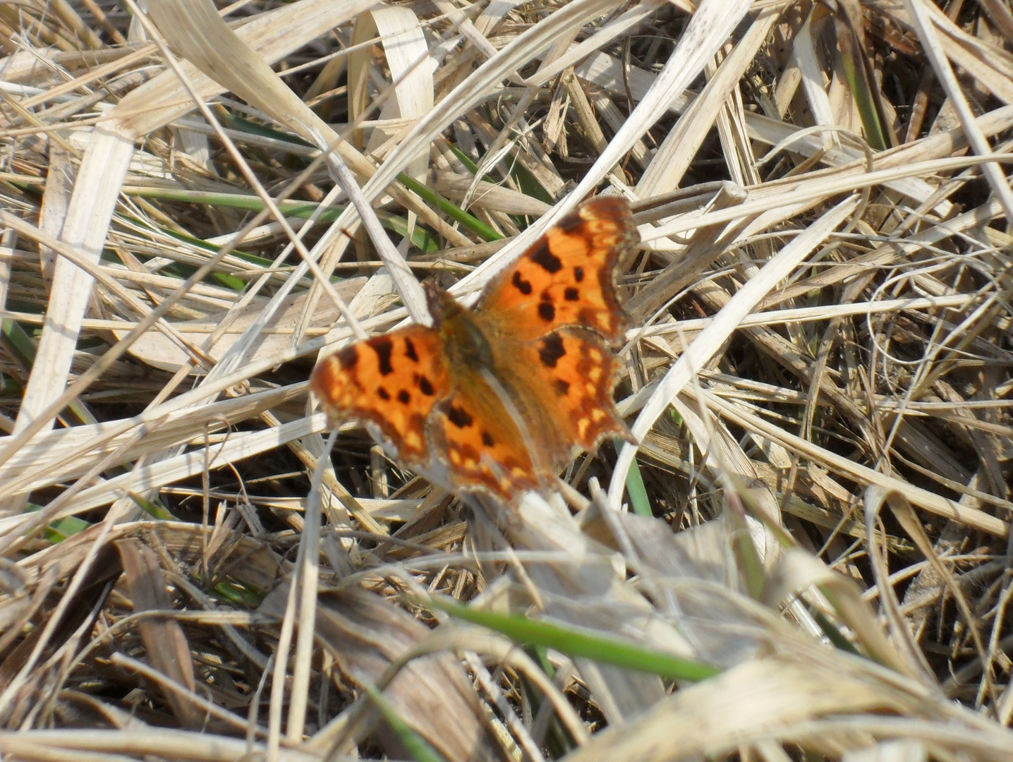 erster Schmetterling/ C-Falter