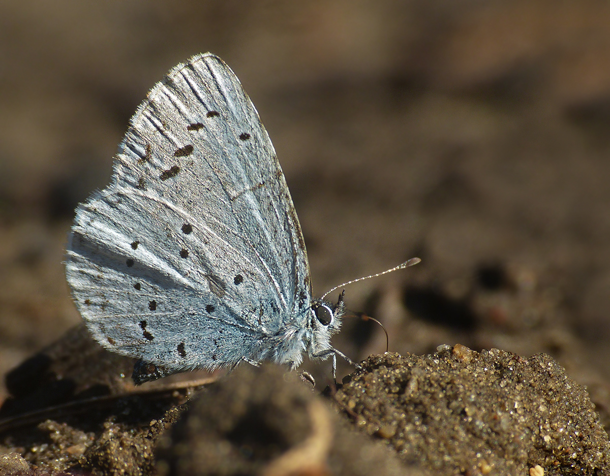  erster Schmetterling