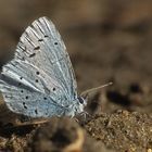  erster Schmetterling