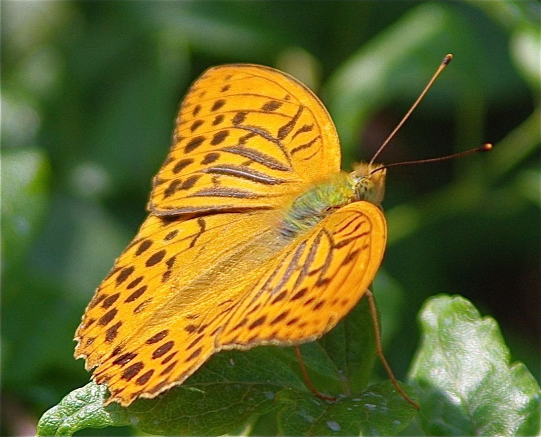 Erster Schmetterling Macro