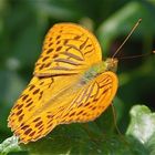 Erster Schmetterling Macro