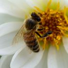 Erster Schnappschuß mit meinem neuen Makro