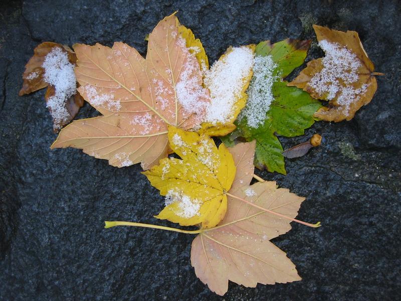 erster Schne im Herbst (2)