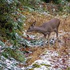 Erster Schnee