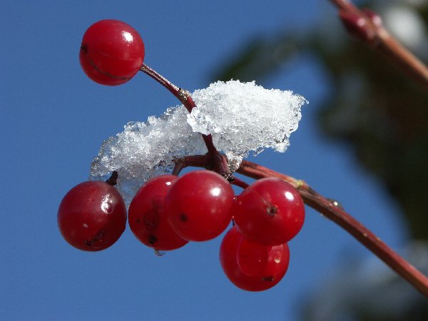 erster Schnee