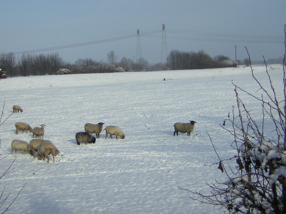 Erster Schnee