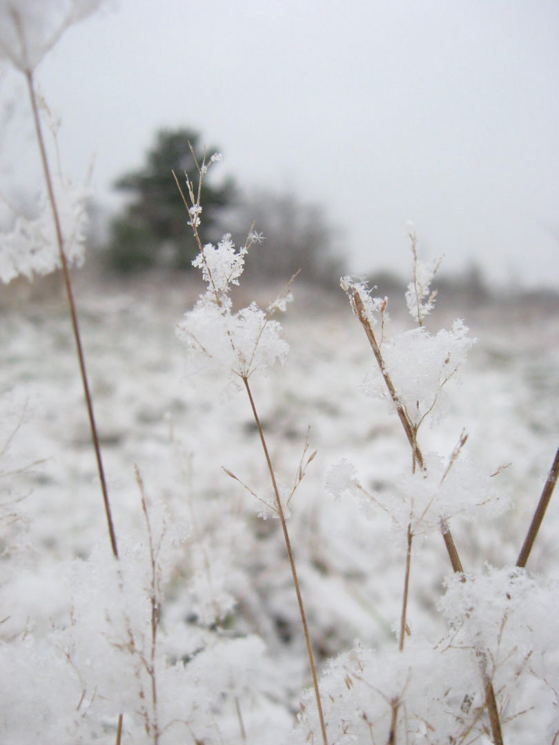 Erster Schnee