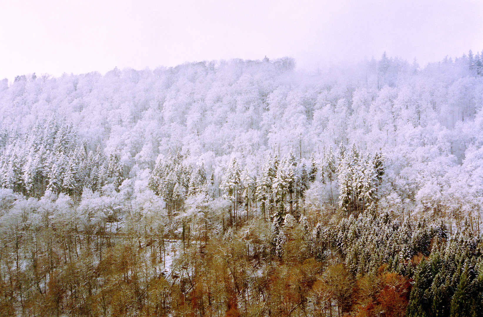 Erster Schnee 2012