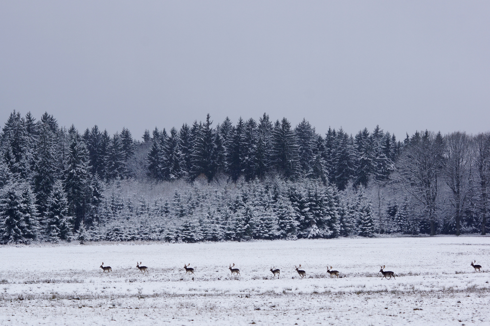 Erster Schnee 2015