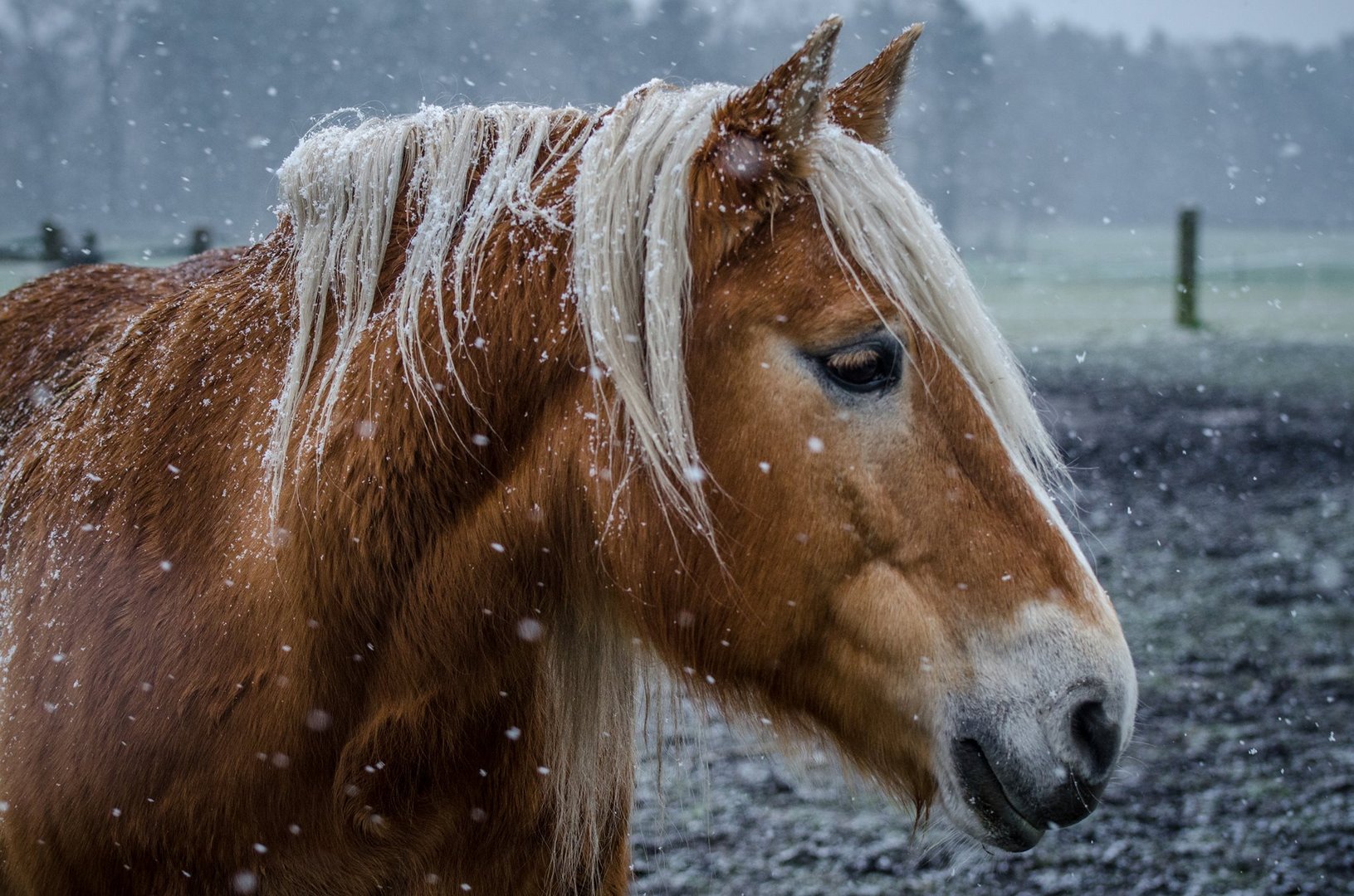 Erster Schnee 2016