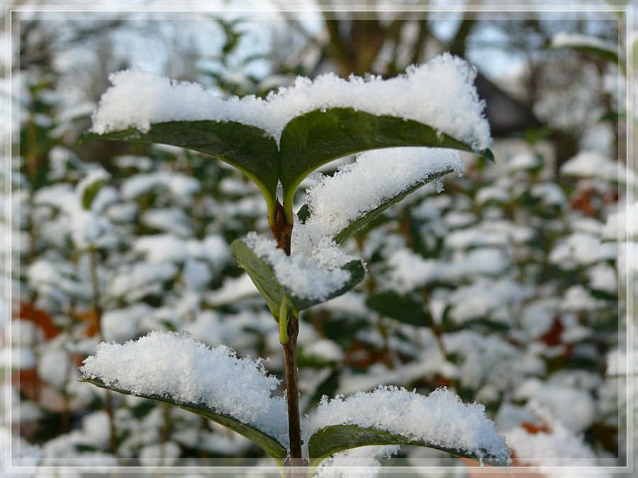 Erster Schnee 22.11.08 in Meerbusch