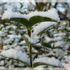 Erster Schnee 22.11.08 in Meerbusch