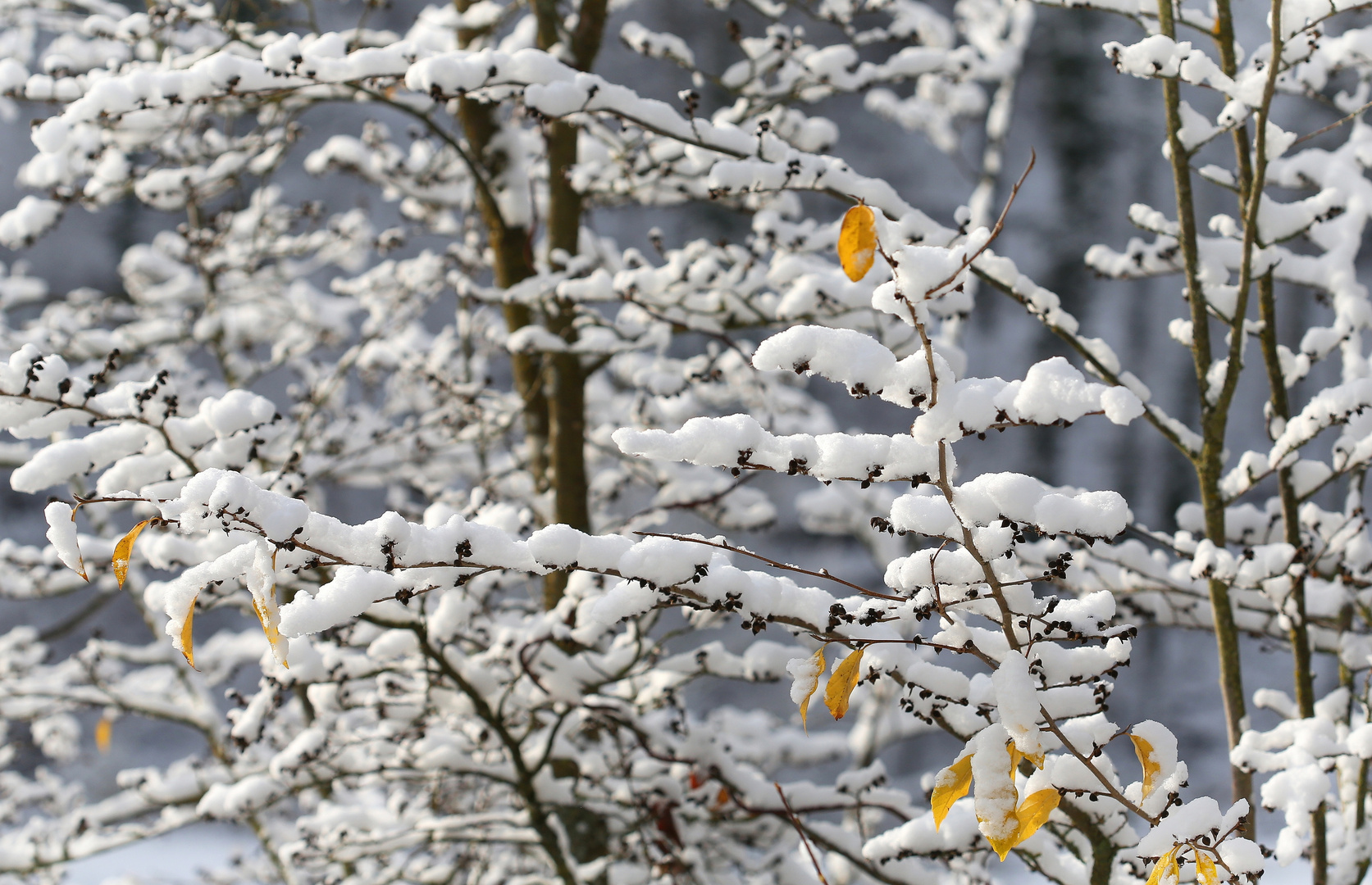 Erster Schnee