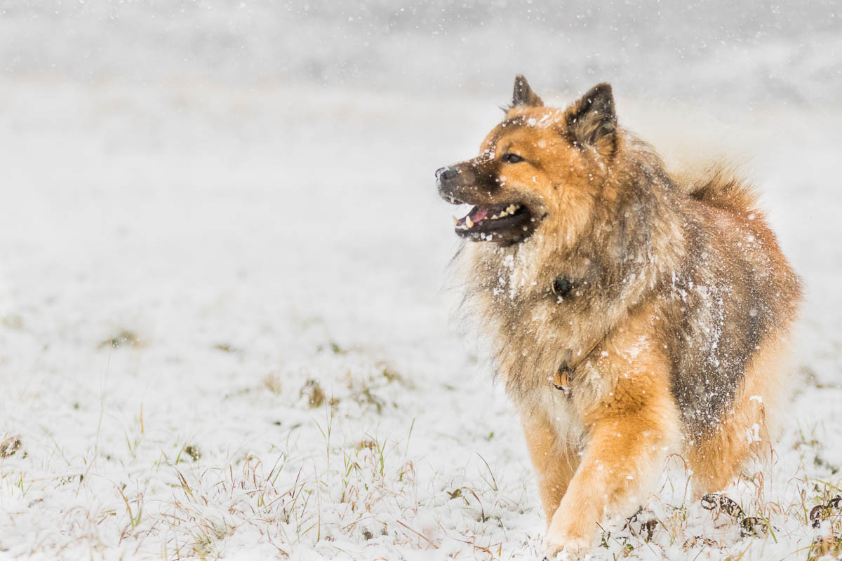 Erster Schnee 