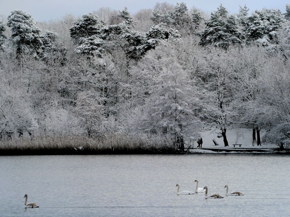 Erster Schnee (3)