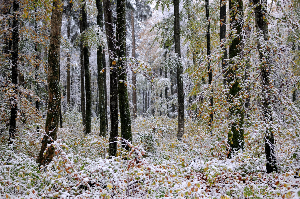 Erster Schnee