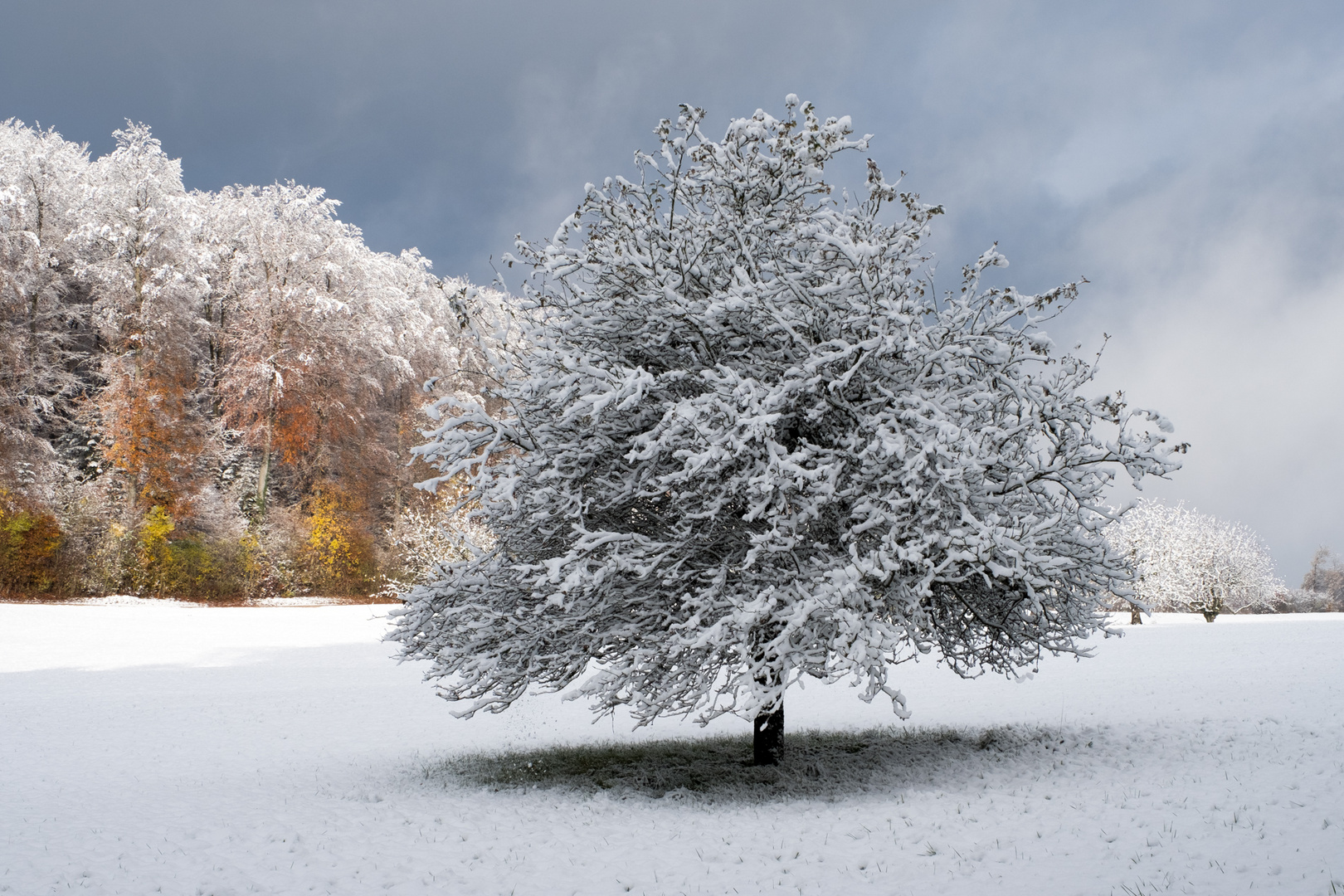 Erster Schnee  4