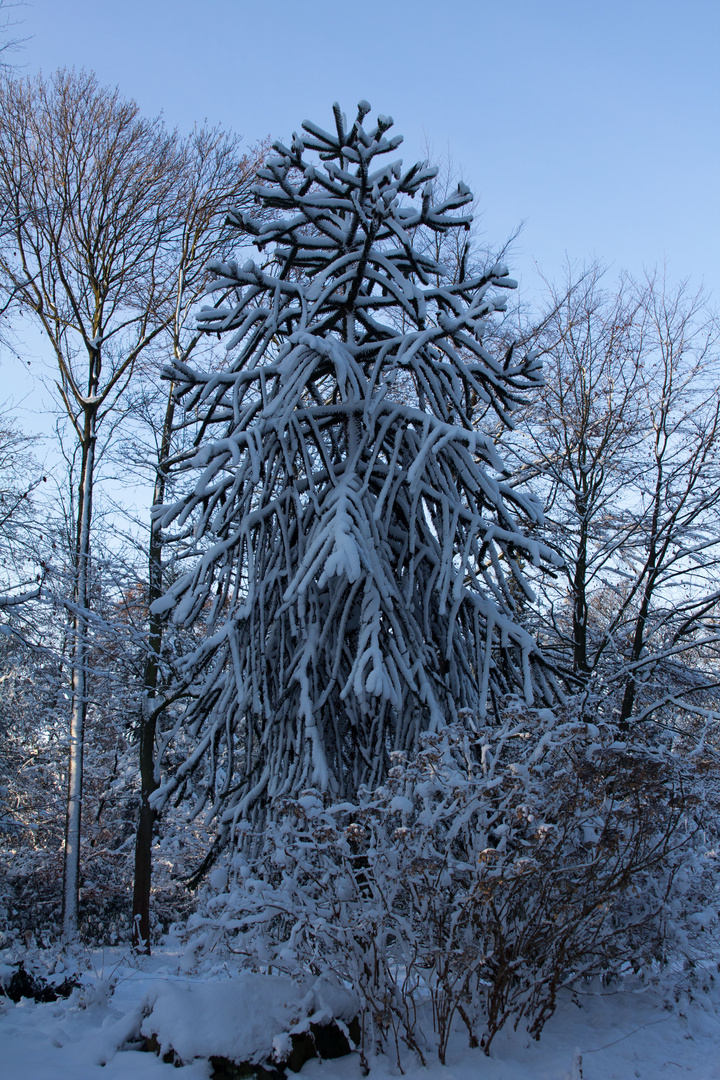 Erster Schnee