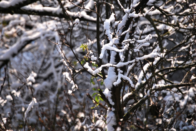 erster Schnee