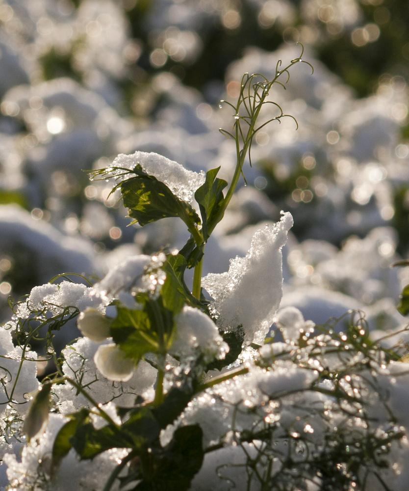 Erster Schnee