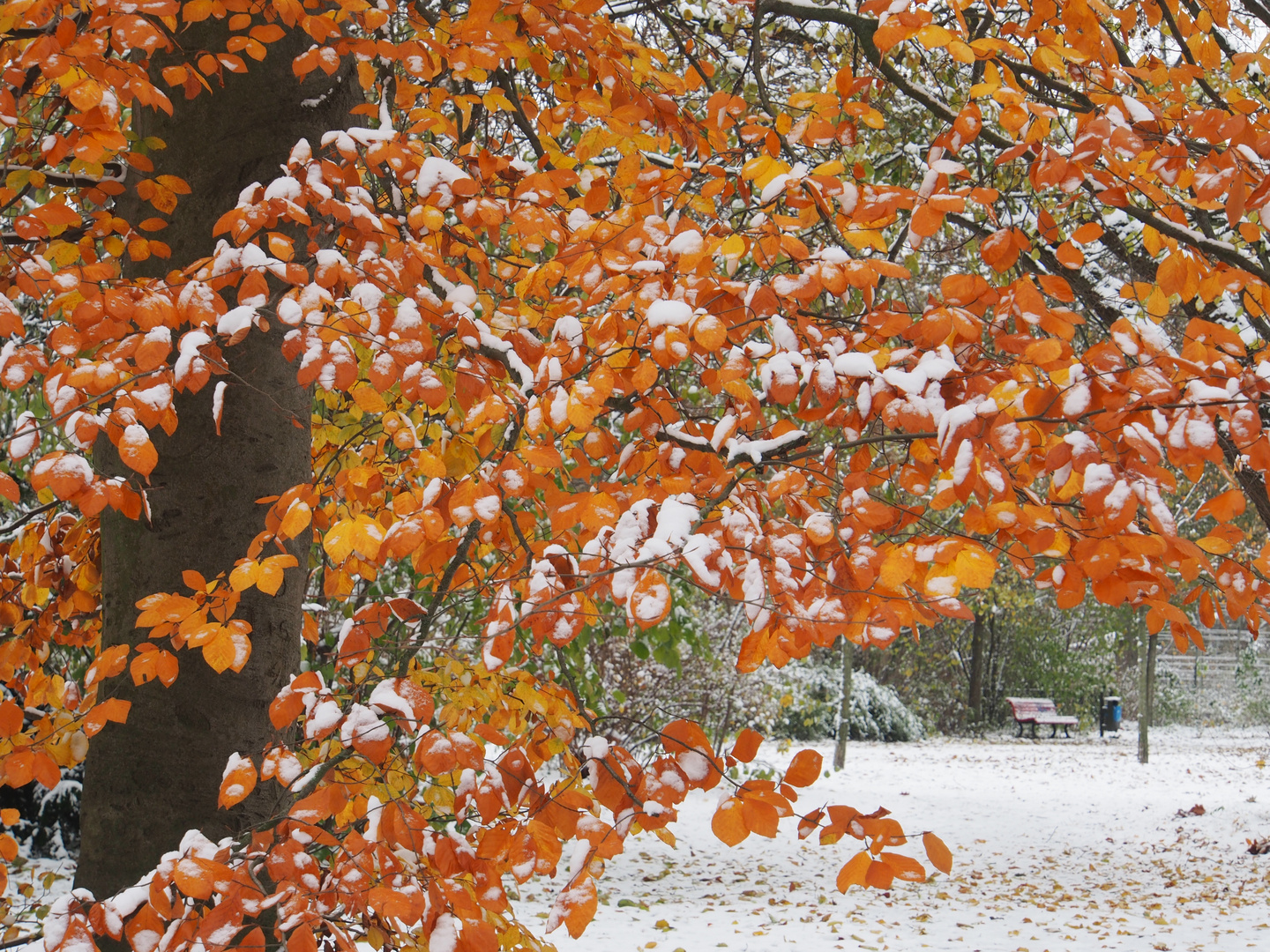 Erster Schnee