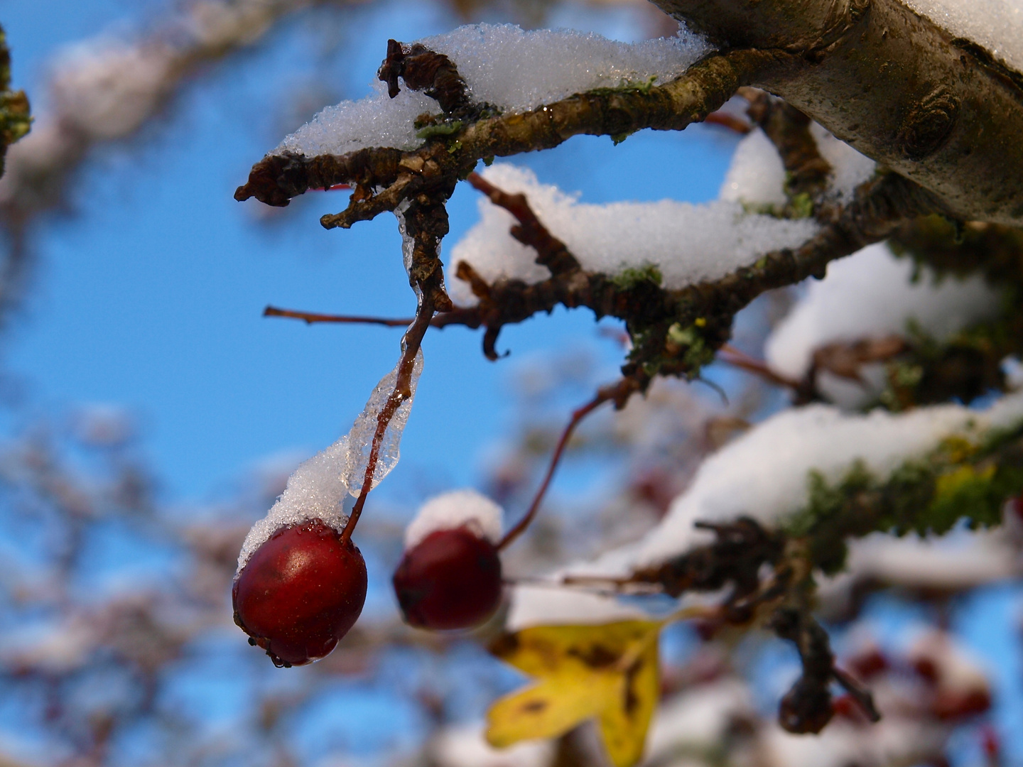 erster Schnee ......