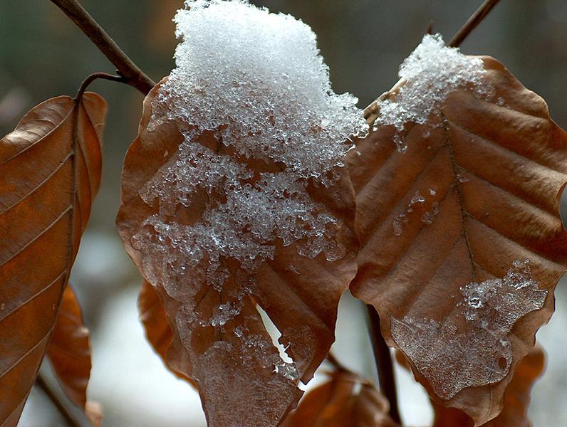 Erster Schnee