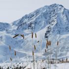 Erster Schnee am Roßkogel