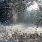 erster Schnee am Waldsee