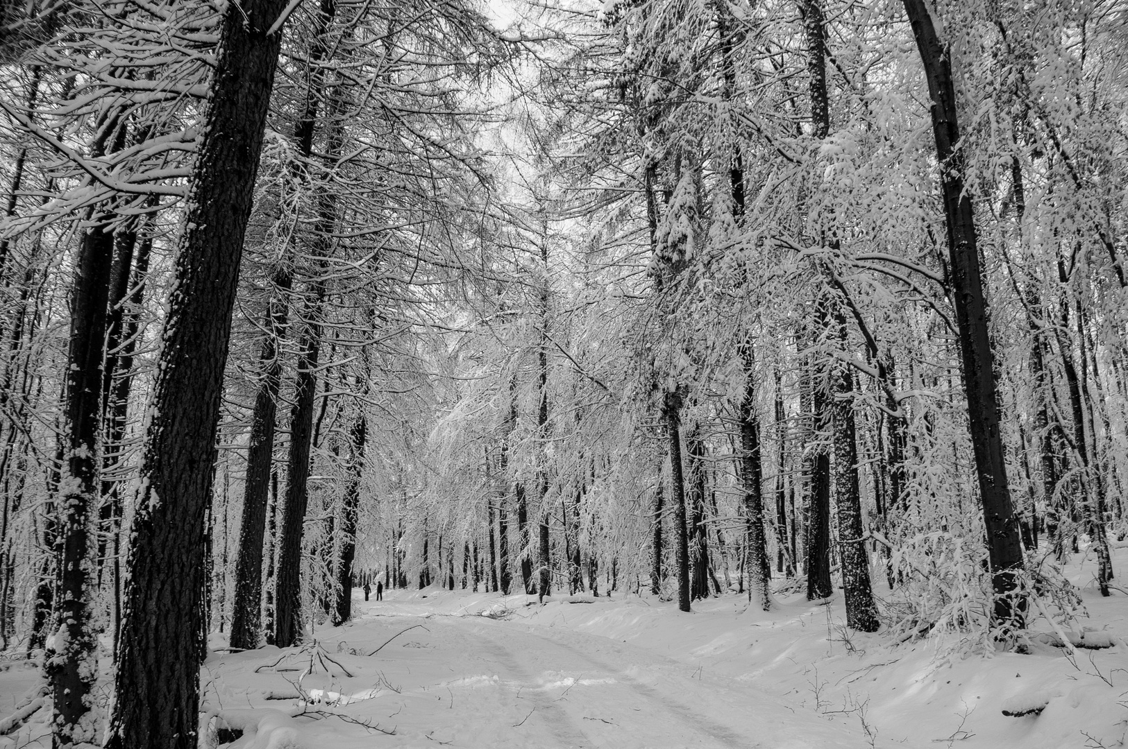 Erster Schnee auf dem Feldberg