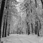 Erster Schnee auf dem Feldberg