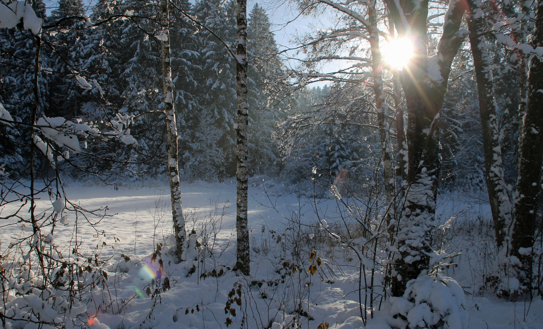 erster Schnee auf der Lichtung