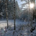 erster Schnee auf der Lichtung