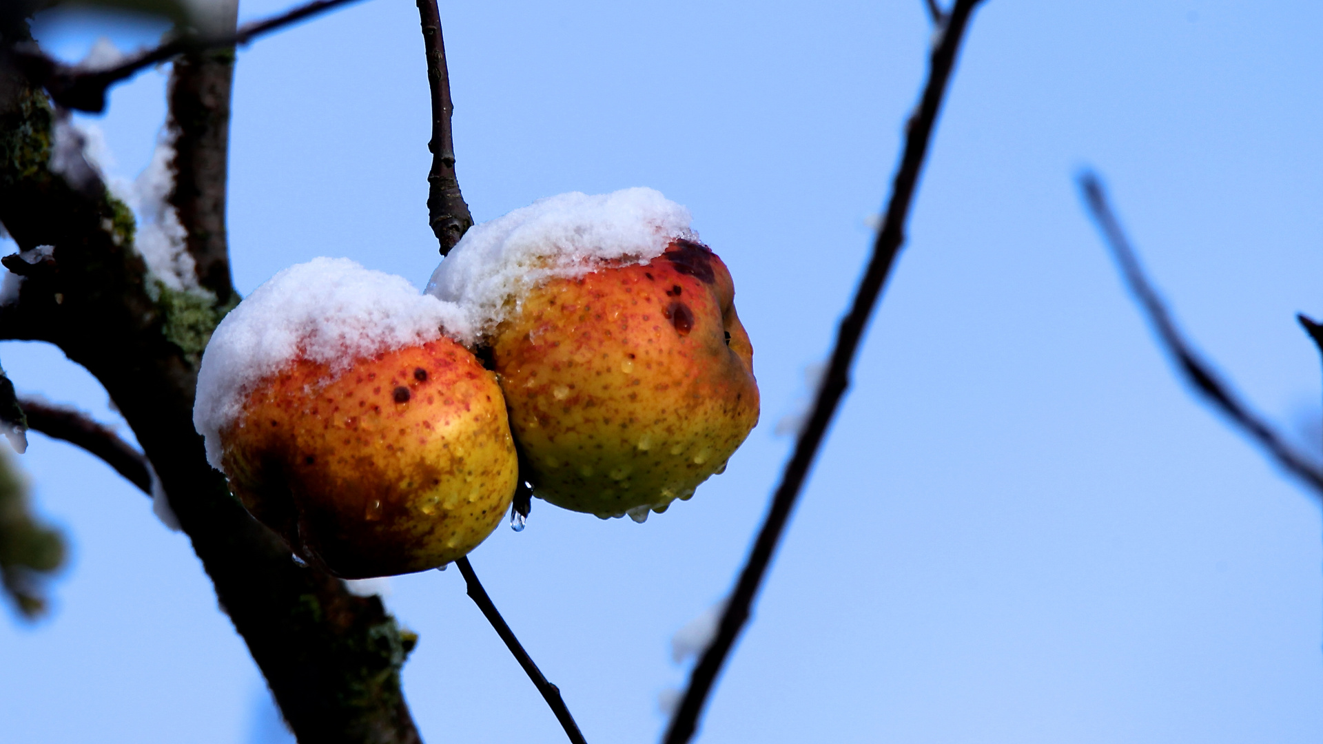 Erster Schnee auf späten Äpfeln