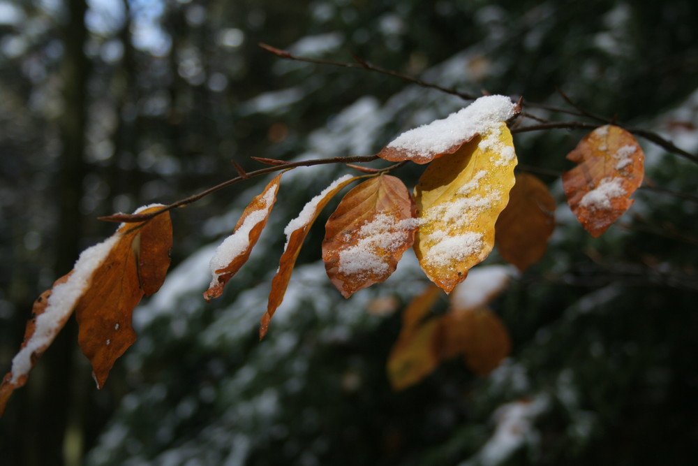 Erster Schnee