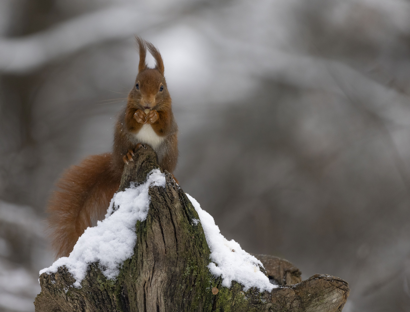 Erster Schnee