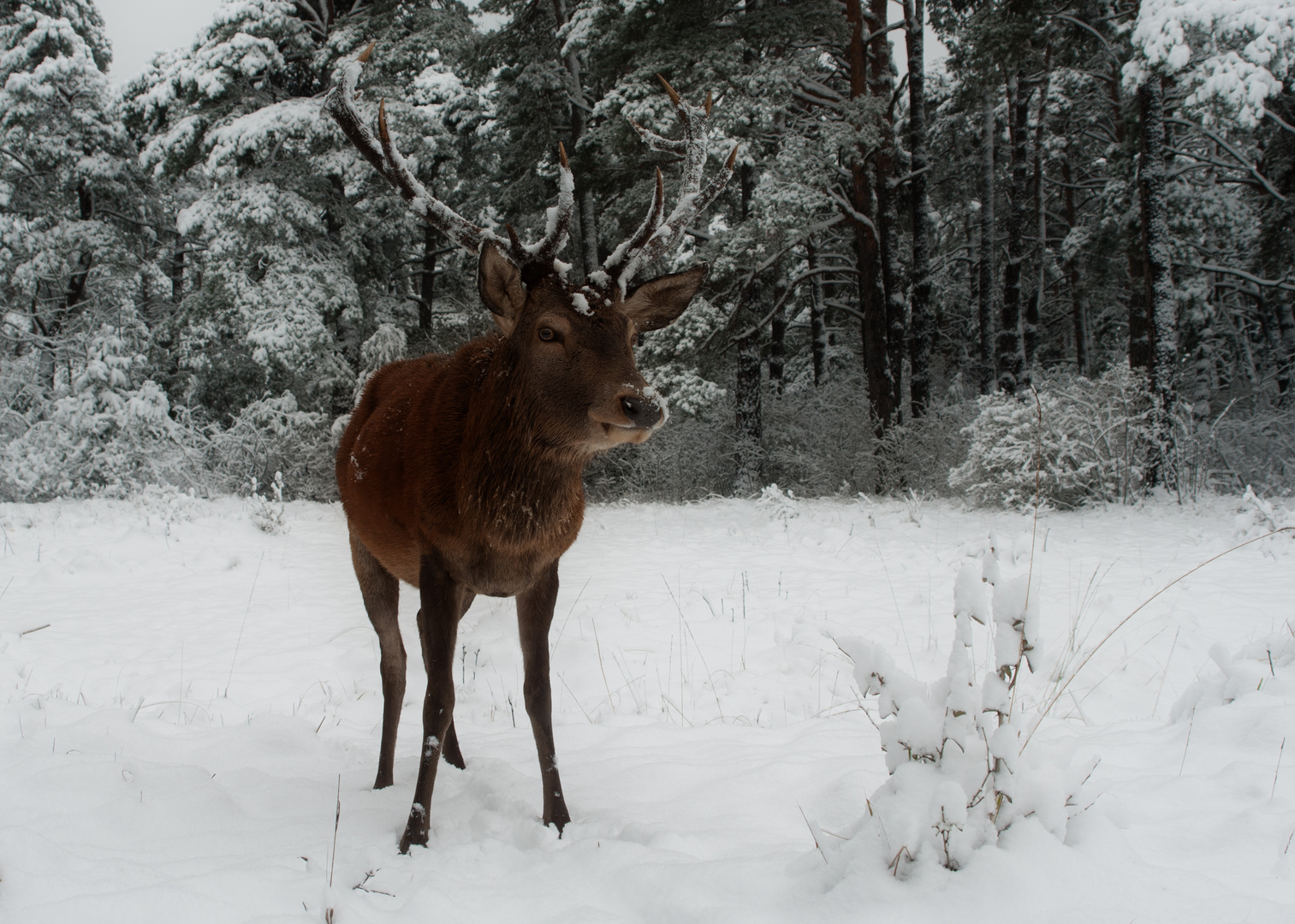 Erster Schnee