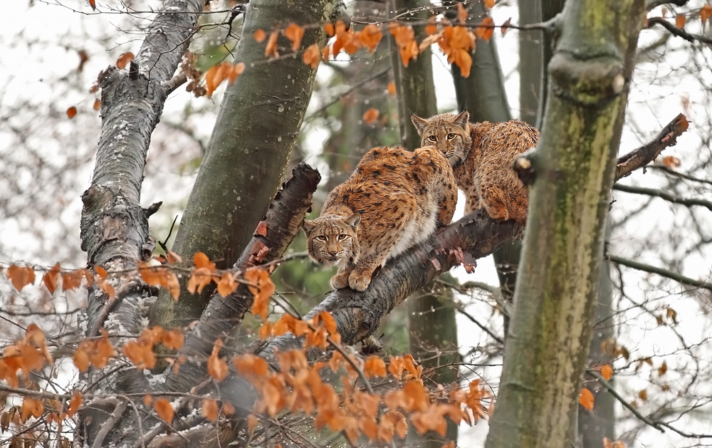 Erster Schnee bei den Karpatenluchsen im Osnabrücker Zoo