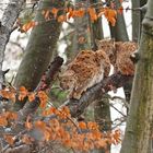 Erster Schnee bei den Karpatenluchsen im Osnabrücker Zoo