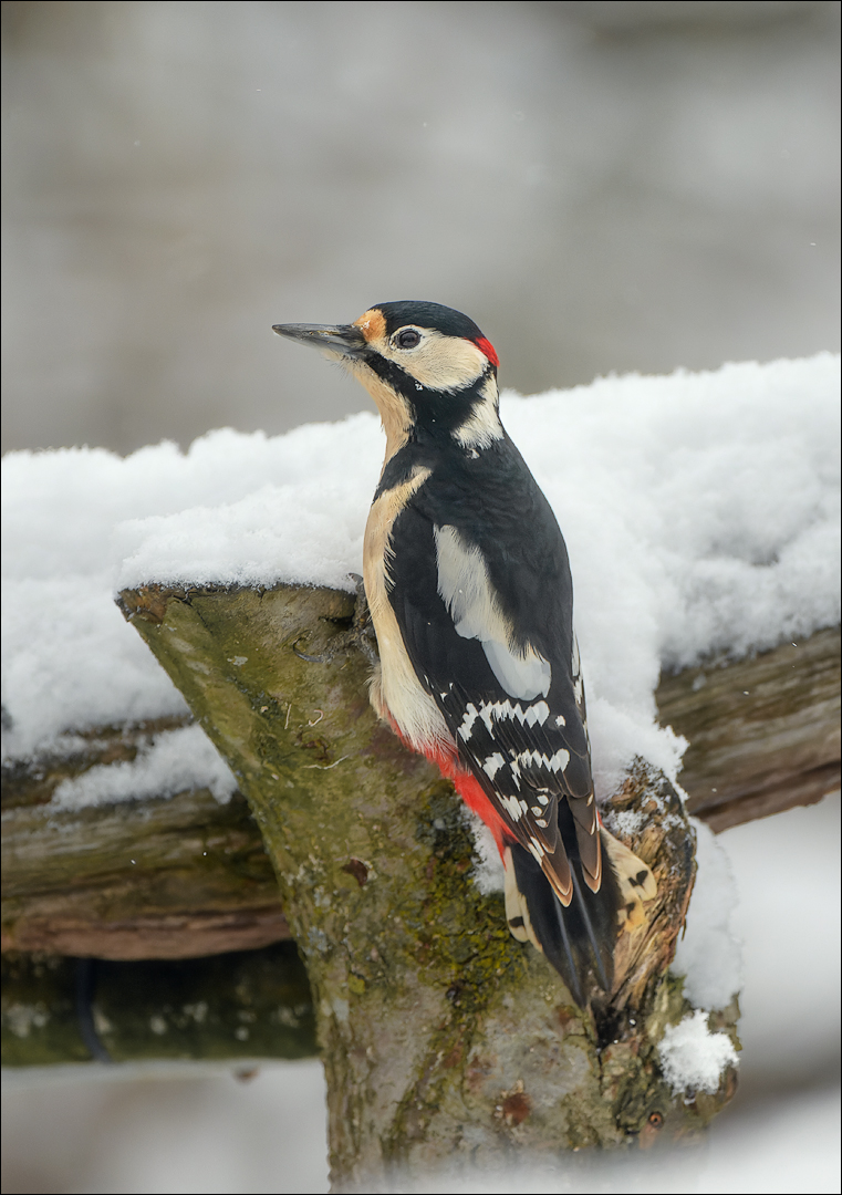 Erster Schnee bei uns....