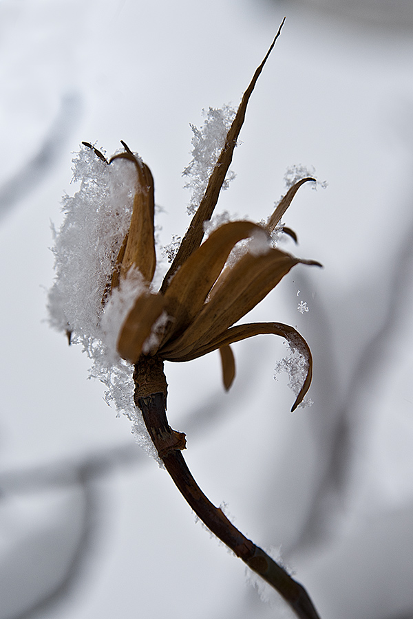 Erster Schnee