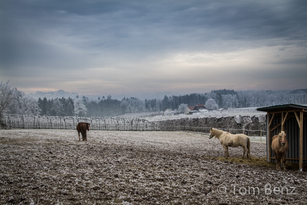 erster Schnee