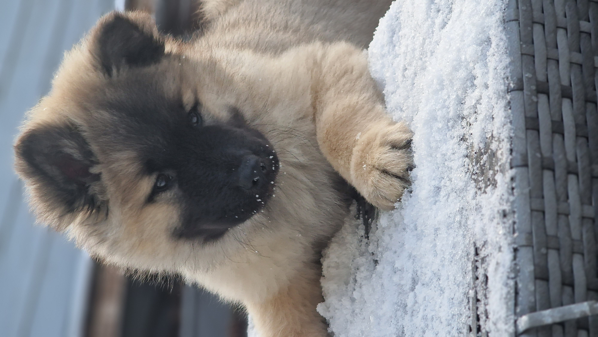 Erster Schnee -  Eurasier Welpe Oreo