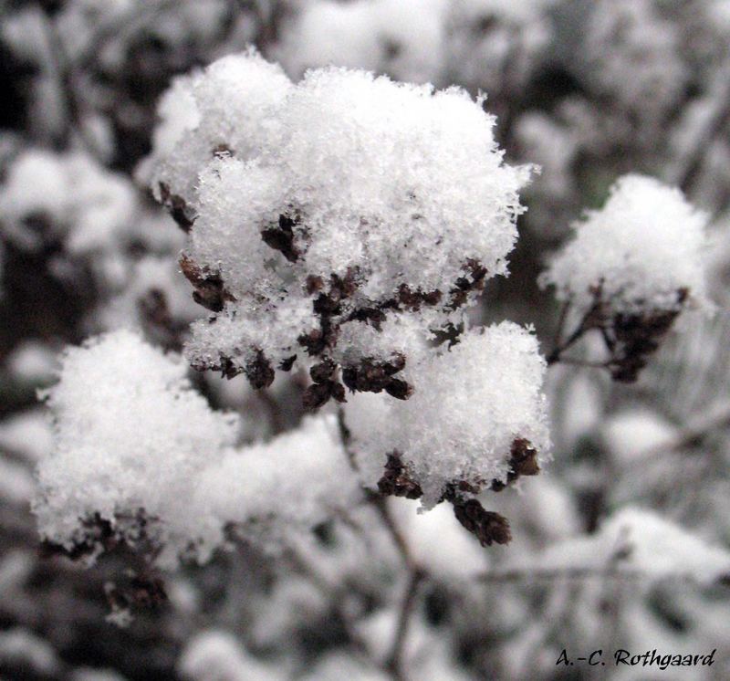 Erster Schnee