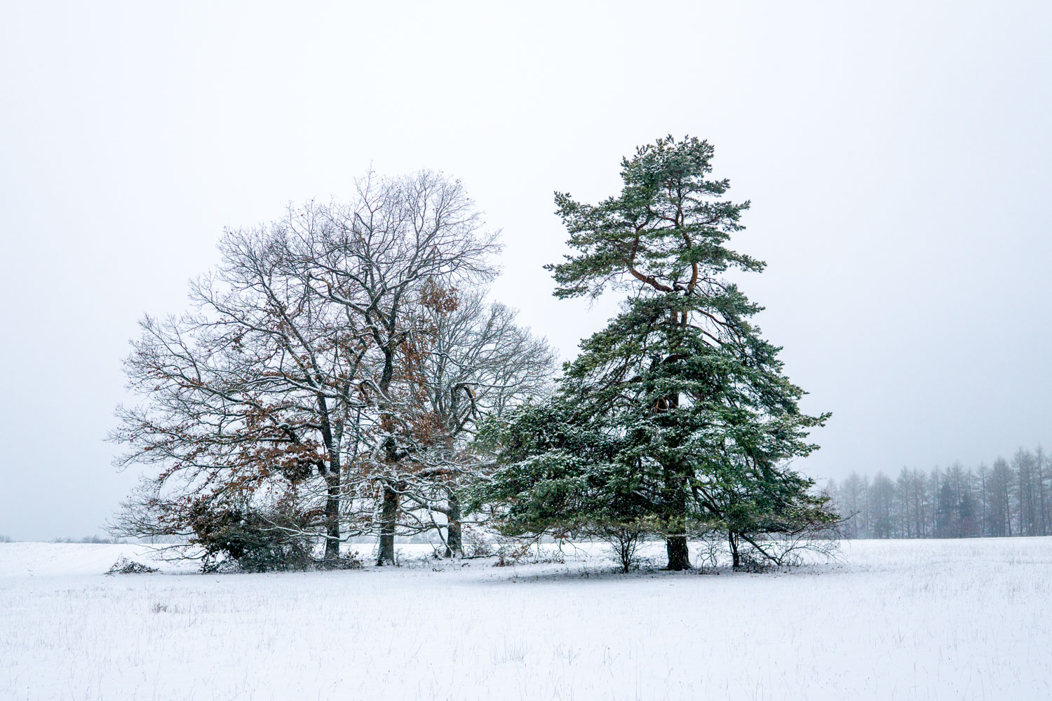 Erster Schnee