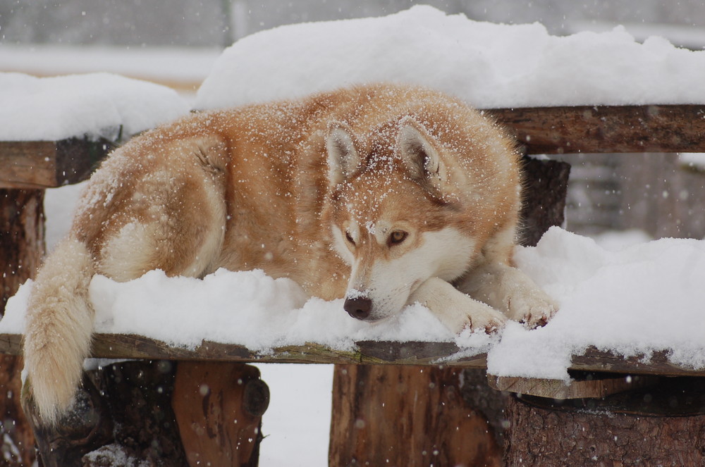 Erster Schnee