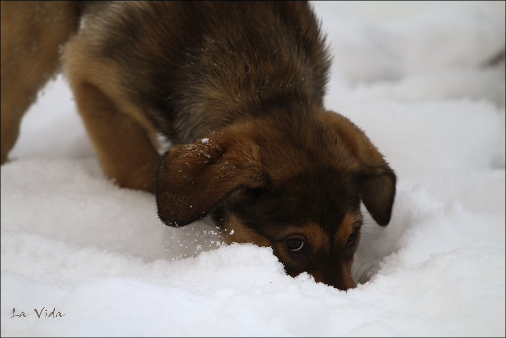 Erster Schnee